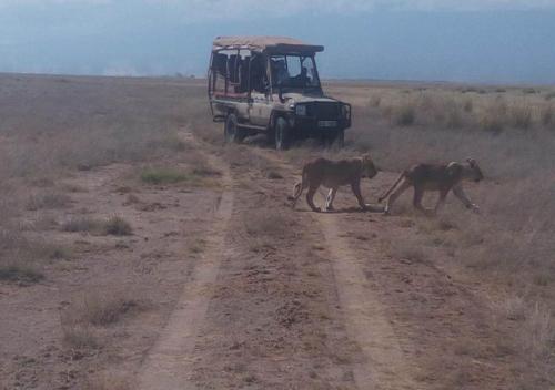 two wolves crossing a dirt road in front of a vehicle at AA Lodge Maasai Mara in Talek