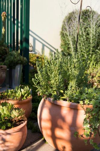 a group of potted plants sitting on a porch at Landhaus Pannonia in Mörbisch am See