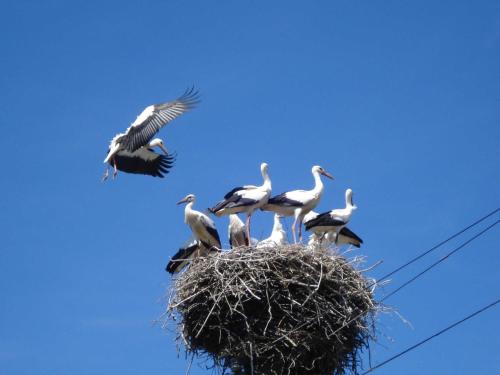 un groupe d'oiseaux assis au sommet d'un nid dans l'établissement Ruegen_Fewo 37, à Zirkow