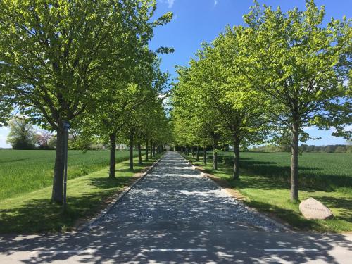 a tree lined road in the middle of a field at Vibæk in Sønderborg