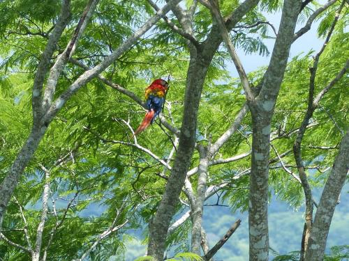 een kleurrijke vogel op de top van een boom bij Cabinas Maritza in Quebrada Ganado