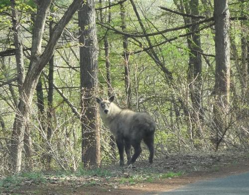 a moose standing in the woods next to a road at Guest house Maroudo in Iiyama