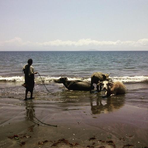 a man standing on a beach with some animals in the water at Bali Beach Eco Villas Pondok Matekap in Selemadeg