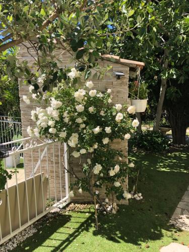 a bush of white roses growing in a garden at Charmant Studio à Uchaud in Uchaud