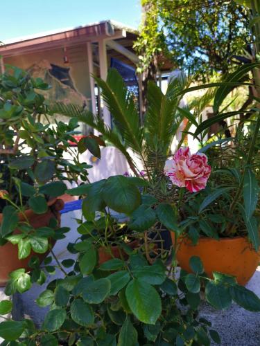 a pink flower in a pot with other plants at Aquilone Residence in Stromboli
