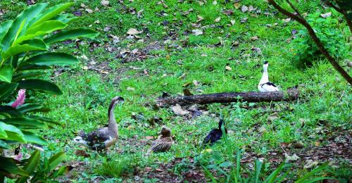 a group of ducks standing in the grass at Hotel Rio Celeste Finca L´ Etoile Celeste in El Achiote