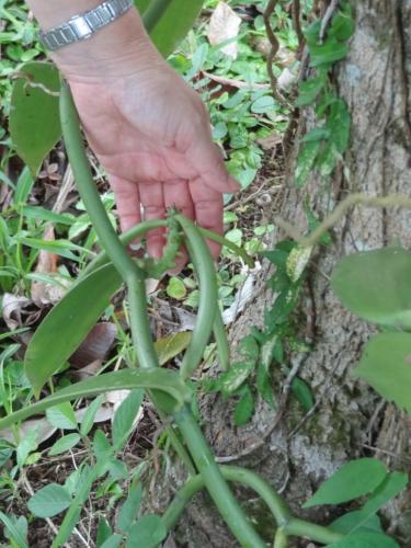 a person holding a green plant in their hand at Hotel Rio Celeste Finca L´ Etoile Celeste in El Achiote