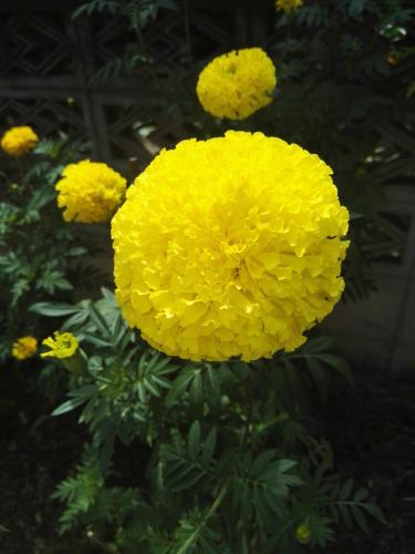 a bunch of yellow flowers on a plant at Guesthouse Seghetto in Valdidentro