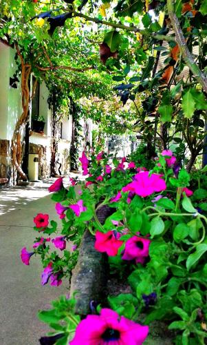a bunch of pink flowers in front of a building at Entrerrobles in Valdeavellano de Tera