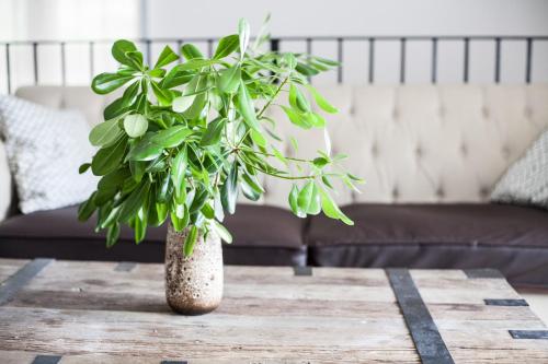 a vase with a plant on a wooden table at Apartments Castello Risano in Risan