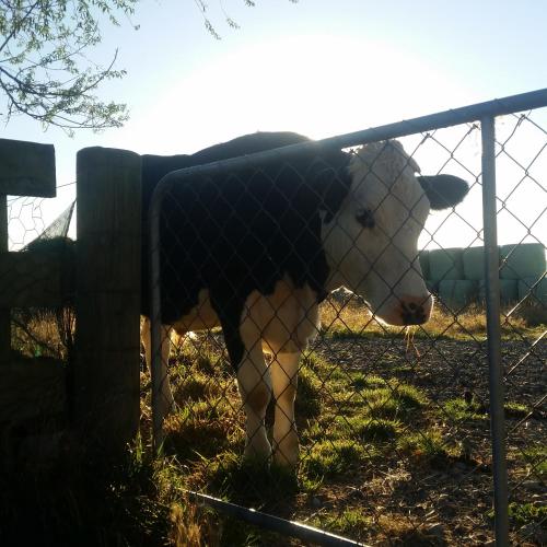 a cow standing behind a fence in a field at Waihakeke Cottage in Carterton
