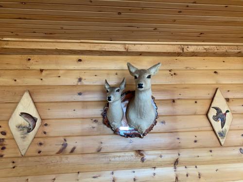a wall with two deer mounts on a wall at Hopewell Rocks Motel & Country Inn in Hopewell Cape