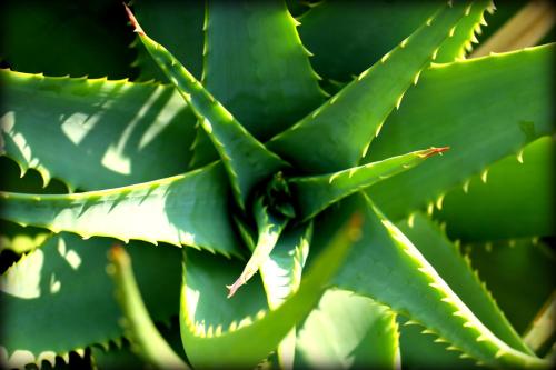 a close up of a green plant at Ca dell'acciuga in Cervo