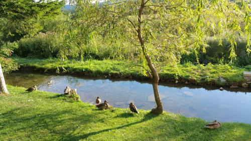 a group of ducks sitting in the grass near a pond at Rustic Inn River 2 in Plitvička Jezera