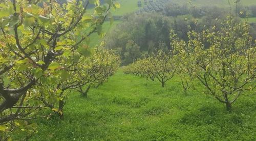 Gallery image of GaeLeon Campofilone in Campofilone