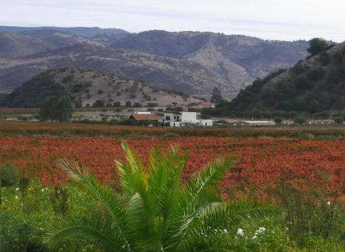a field of flowers with mountains in the background at Callihue Lodge in Santa Cruz