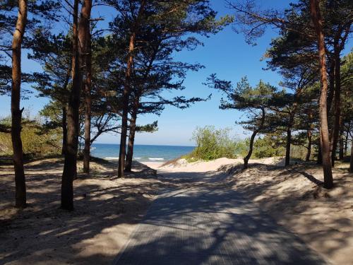 una strada che porta alla spiaggia con alberi e l'oceano di Jūros perlas a Palanga