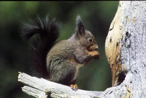 a squirrel is sitting on a tree branch at Meublè Garnì Della Contea in Bormio