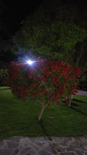 a tree with red flowers in a park at night at B&B Villa dei Sogni in Eboli