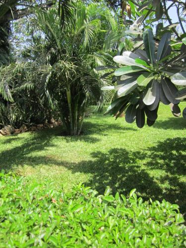 a palm tree in the middle of a field of grass at JoysVilla Family Holiday Home in Malindi