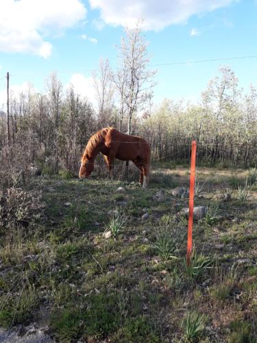 a horse standing in a field eating grass at Zaguan in Rascafría