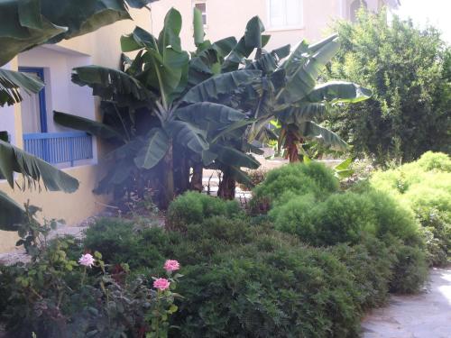 a garden with a palm tree in front of a building at Kefalonitis Hotel Apartments in Paphos City