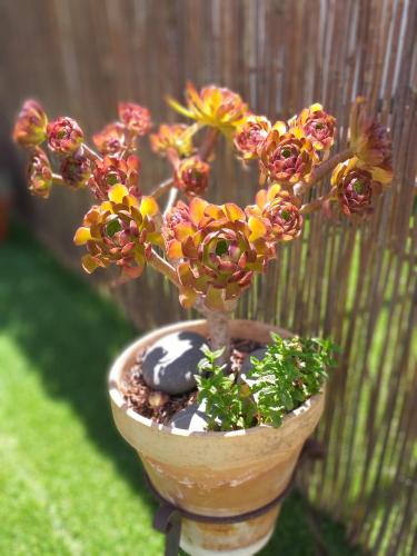 a potted plant with flowers in a pot at Hostal Casa Nautilus in Cádiz