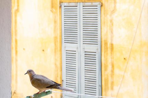 26 nice Vieux Nice