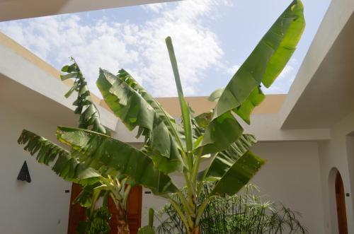 a large green plant in a room with a ceiling at Casa Naima in Ida Ougourd