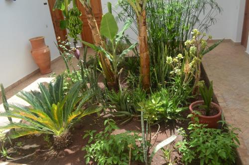 a garden with various plants and trees in a room at Casa Naima in Ida Ougourd