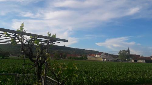 a field of green grass with a hill in the background at Pansion Brda in Rohrendorf bei Krems