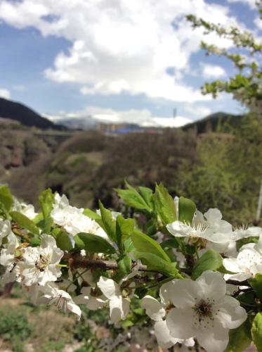 a bunch of white flowers on a tree at Rest home Jermuk in Jermuk