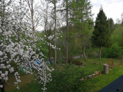 a flowering tree with white flowers in a park at Leśniczówka Kalina in Wetlina