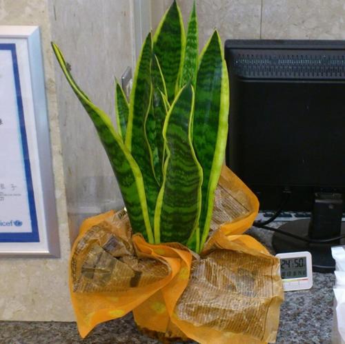 a green plant in a vase on a desk at Select Inn Nagoya Iwakura Eki-mae in Iwakura