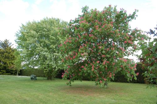 Ein Garten an der Unterkunft Gite Les Coquelicots