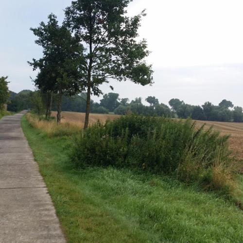 a path in a field with trees and grass at Pension Landidylle in Wohlenhagen