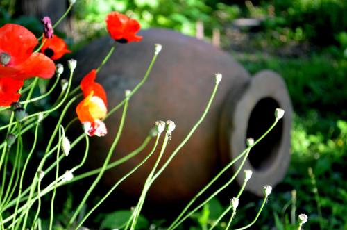 a group of red flowers in front of a vase at Robinson Crusoe in Lagodekhi
