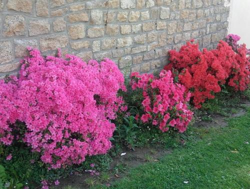 a group of pink flowers next to a brick wall at " autour de la Baie " in Pleine-Fougères