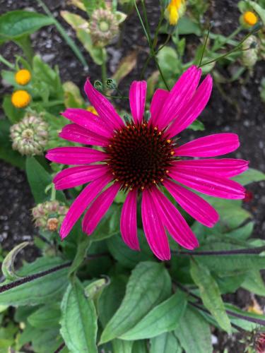 a pink flower with a dark red center at Zur lieben Sonne in Filzmoos