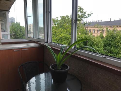 a plant sitting on a table in front of a window at New apartments with panoramic views on Avenue Nauky in Kharkiv