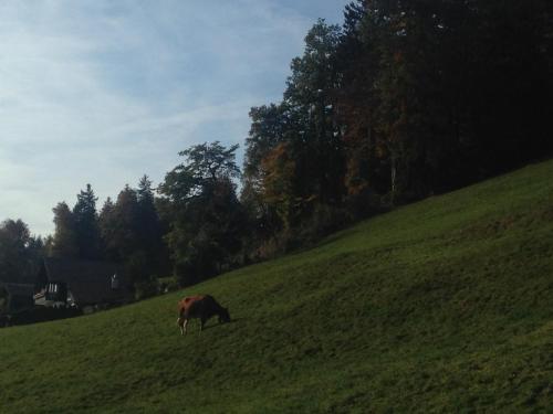 a cow grazing on a hill in a field at App. Seeblick Top of Interlaken in Beatenberg