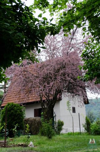 Κήπος έξω από το Lodge Zbilje Visoko, Bosnian Pyramids