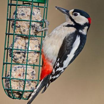 a bird is eating from a bird feeder at Brambles Bed and Breakfast in Tiverton