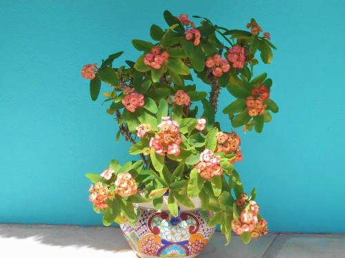 a potted plant with pink flowers in a vase at Casa Gatos in Akumal