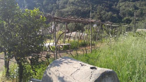 a rock sitting in the grass next to a tree at Refugios Olmue Santa Teresa in El Maqui