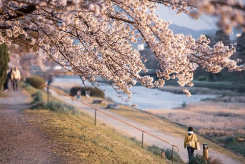 a person walking down a path next to a river with cherry blossoms at Hotel Ninja Black in Kyoto