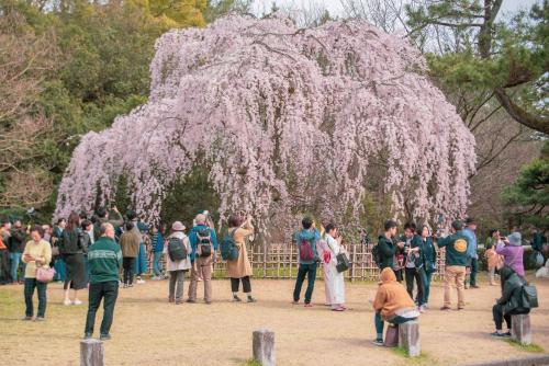 a crowd of people standing in front of a flowering tree at Hotel Ninja Black in Kyoto
