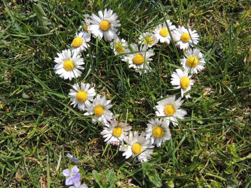 a heart made out of white flowers in the grass at Ferienwohnungen Schöbringer in Weyregg