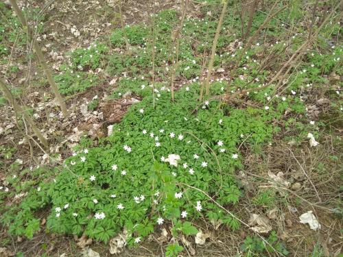 a bunch of white flowers in the grass at Chata Živa pod Babou horou in Oravská Polhora