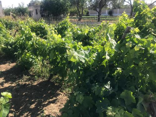 a field of lettuce in a garden at The Farm Tiny House - Tiny Casa in Chiclana de la Frontera